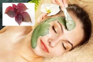 trị mụn bằng lá tía tô