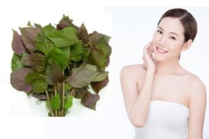 trị mụn bằng lá tía tô
