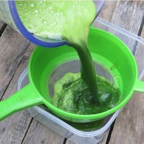 trị mụn bằng lá tía tô