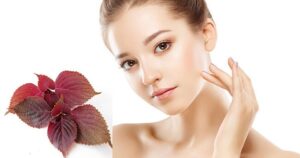 làm đẹp bằng lá tía tô