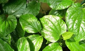 Chữa nám bằng lá trầu không