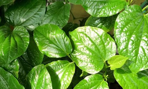 Chữa nám bằng lá trầu không