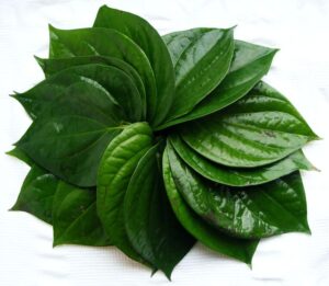 Chữa nám bằng lá trầu không