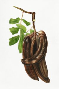 Dưỡng tóc bằng bồ kết