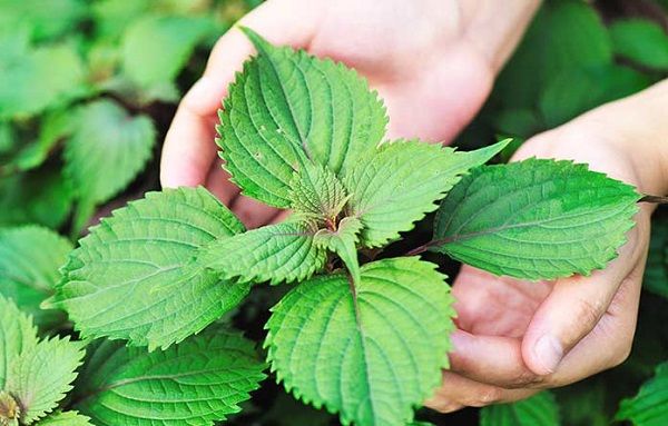 Trị mụn bằng lá tía tô