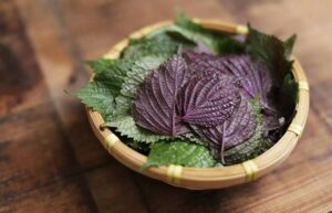 Trị mụn bằng lá tía tô