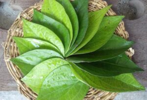 dưỡng da bằng lá trầu