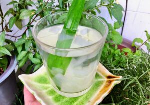 dưỡng da bằng nha đam